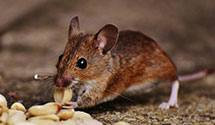 aircraft-pest-control Experts in Pedricktown